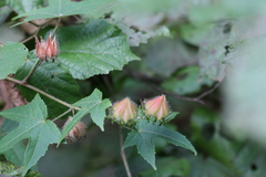 Hibiscus hispidissimus